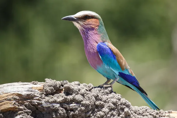 Lilac Breasted Roller - Chobe N.P. Botswana, Africa — Stock Photo, Image