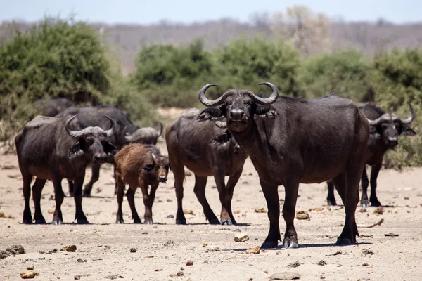 Büffel - chobe n.p. botswana, afrika — Stockfoto