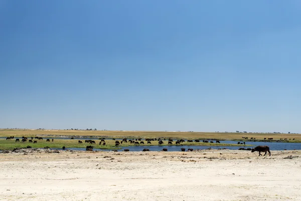 Bawół - chobe rzeka, botswana, Afryka — Zdjęcie stockowe