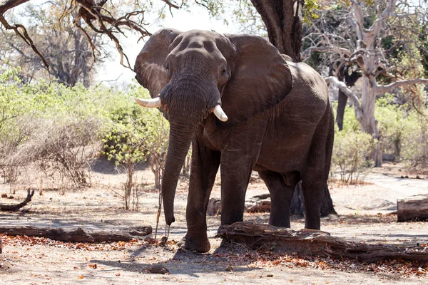 Mannelijke bull olifant — Stockfoto