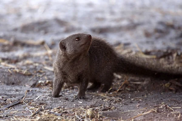 Banded Mongoose - Chobe N.P. Botswana, Africa — Stock Photo, Image