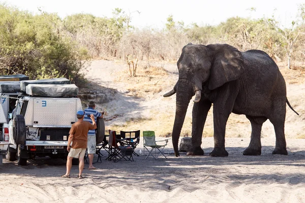 Hungry Elephant attacks tourists — Stock Photo, Image