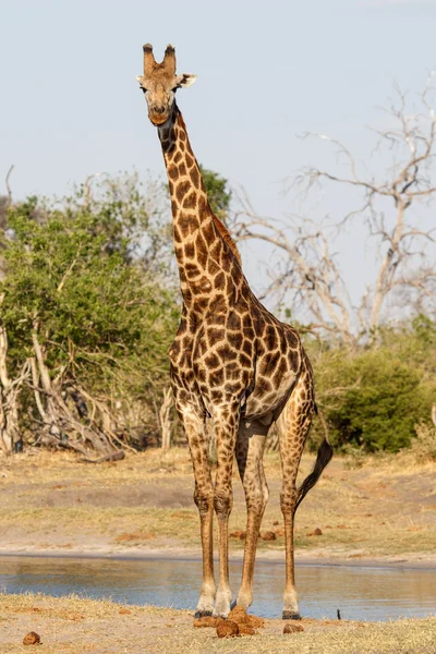 Żyrafa - np chobe botswana, Afryka — Zdjęcie stockowe