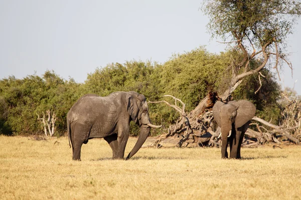 Слон - Чобе Ботсвана н. п., Африка — стокове фото