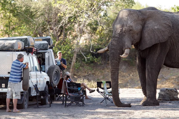 Hungry Elephant attacks tourists — Stock Photo, Image