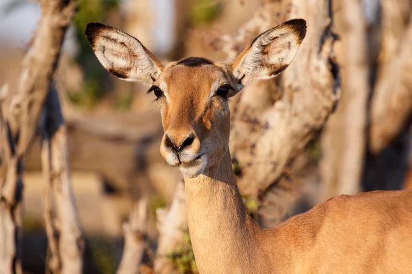 Impala - chobe NP botswana, Afrika — Stockfoto