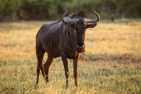 Wilderbeest - chobe n.p. Botswany, Afrika — Stock fotografie