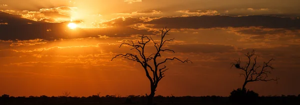 Закат - Чобе Н.П. Ботсвана, Африка — стоковое фото
