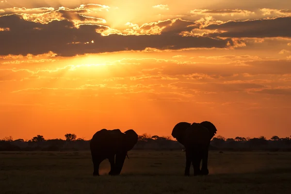 Sunset - Chobe N.P. Botswana, Africa — Stock Photo, Image