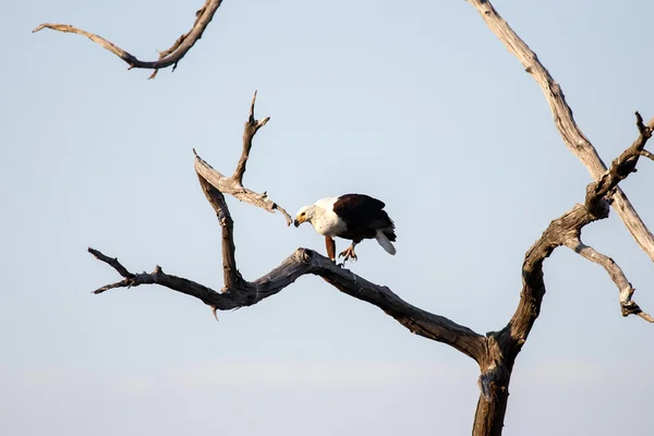 Águila de pescado - Chobe N.P. Botswana, África — Foto de Stock