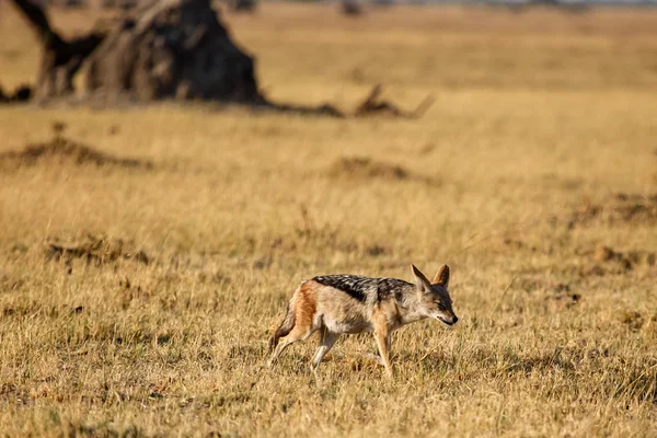 Szakal - np chobe botswana, Afryka — Zdjęcie stockowe