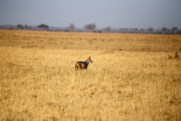 Jackal - Chobe N.P. Botswana, Afrique — Photo