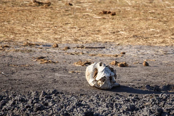 Ben - chobe NP botswana, Afrika — Stockfoto