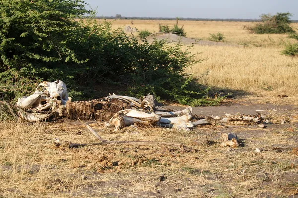 Elephant Skeleton - Chobe N.P. Botswana, Africa — Stock Photo, Image