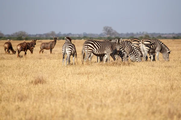 Zebra - Chobe N.P. Botswana, Africa — Stock Photo, Image