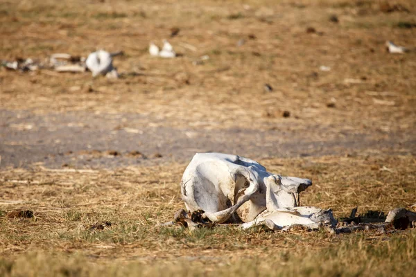 Knochen - chobe n.p. botswana, afrika — Stockfoto