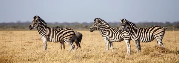 Zebra - Chobe N.P. Botswana, Africa — Stock Photo, Image