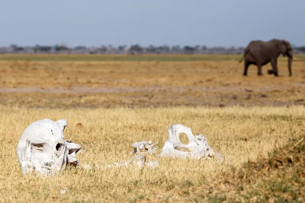 Kości - np chobe botswana, Afryka — Zdjęcie stockowe