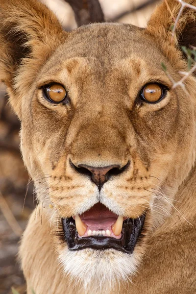 Löwe - okavango delta - moremi n.p. — Stockfoto