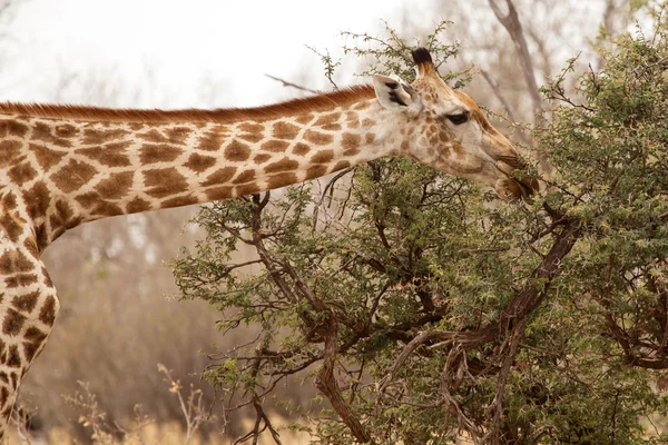 Jirafa en el Delta del Okavango - Moremi N.P. . — Foto de Stock