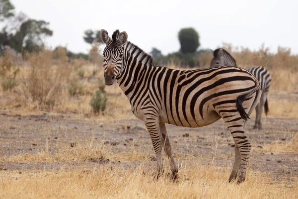 N.p zloudat Zebra - delta Okawango-. — Zdjęcie stockowe