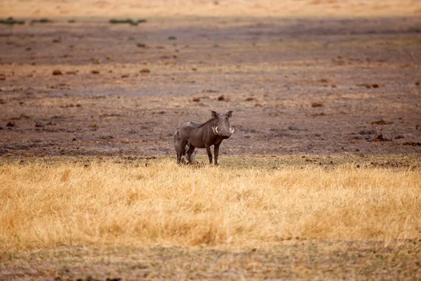Warzenschwein - okavango delta - moremi n.p. — Stockfoto