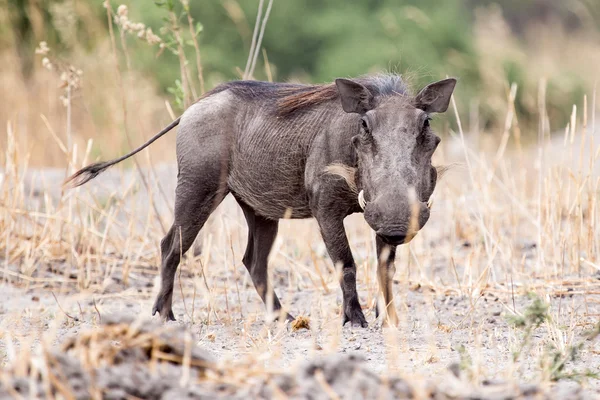 Knobbelzwijn - Okavangodelta - moremi n.p. — Stockfoto