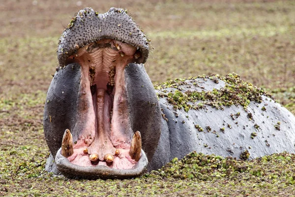 Hippo - Okavango Delta - Moremi N.P. — Stock Photo, Image