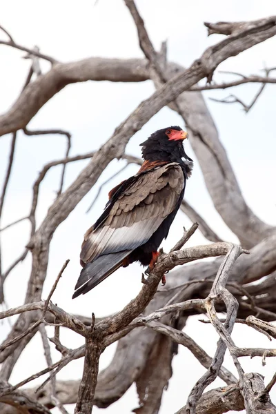 Bateleur αετός - Δέλτα του Οκαβάνγκο - moremi n.p. — Φωτογραφία Αρχείου