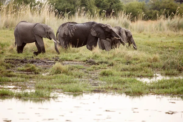 Olifant - Okavangodelta - moremi n.p. — Stockfoto