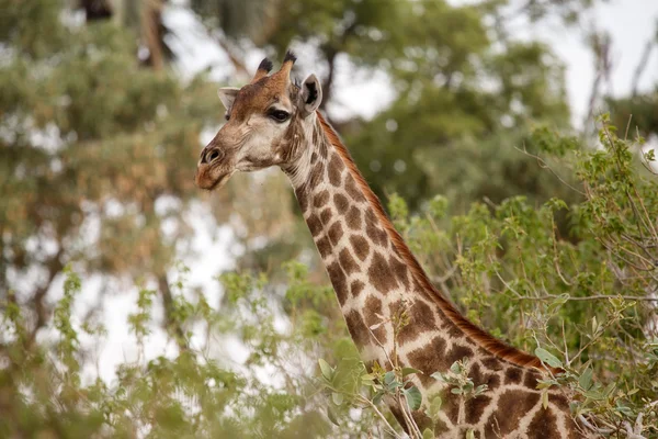 Giraffe в Окаванго - moremi n.p. — стокове фото