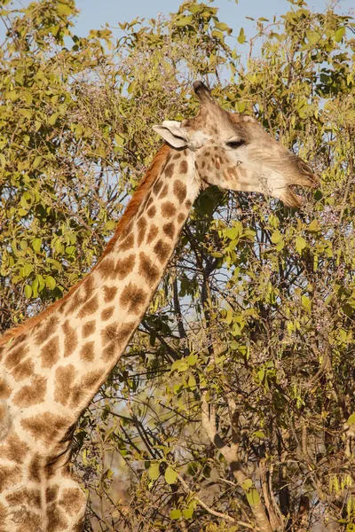 Giraffe в Окаванго - moremi n.p. — стокове фото