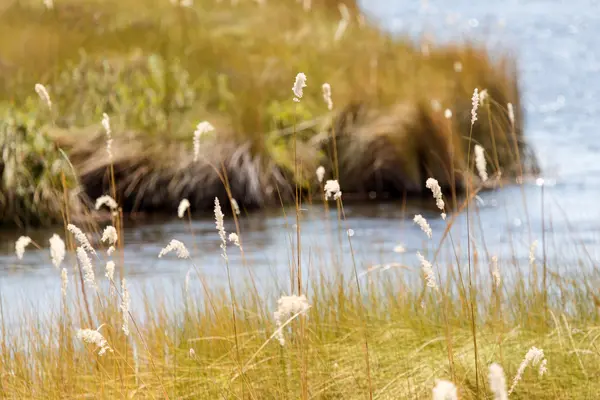 Okavangodelta, Afrika — Stockfoto