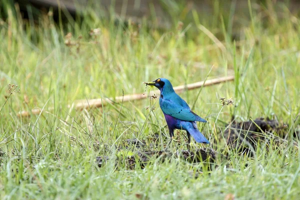 Okavango Delta - Moremi N.P. — Stock Photo, Image