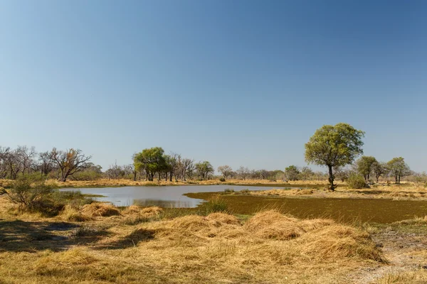 Delta Okawango - n.p zloudat. — Zdjęcie stockowe