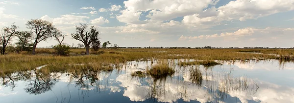 Okavango delta, Afrika — Stock fotografie