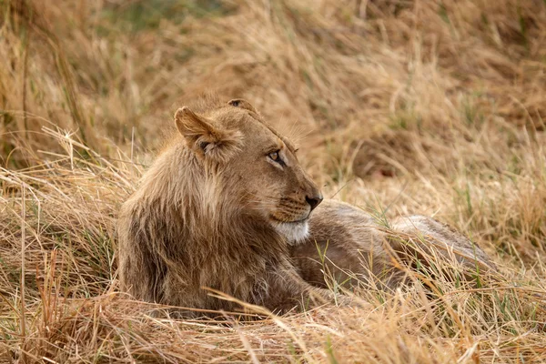 León - Delta del Okavango - Moremi N.P. . — Foto de Stock