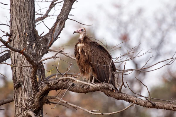 Akbaba - okavango delta - moremi n.p. — Stok fotoğraf