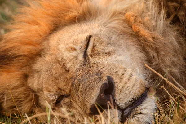 Lion - okavango delta - moremi Norberg. — Stockfoto