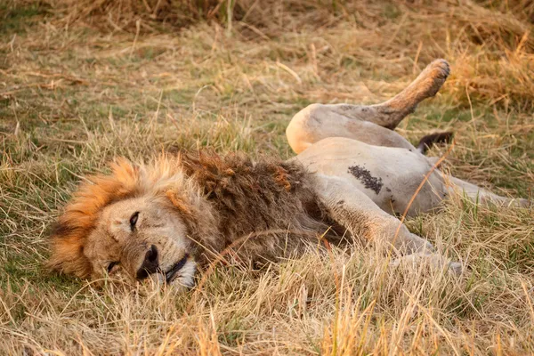 Lion - okavango delta - moremi Norberg. — Stockfoto