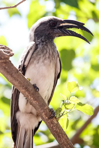 Afrikansk grå hornbill - okavango delta - moremi Norberg. — Stockfoto