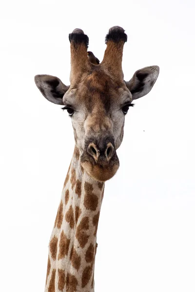 Giraffe at Okavango Delta - Moremi N.P. — Stock Photo, Image