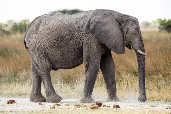 Elephant - Okavango Delta - Moremi N.P. — Stock Photo, Image