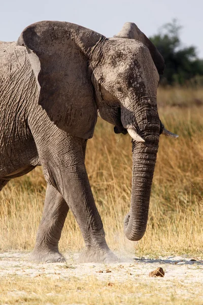 Slon - okavango delta - moremi Nováková. — Stock fotografie