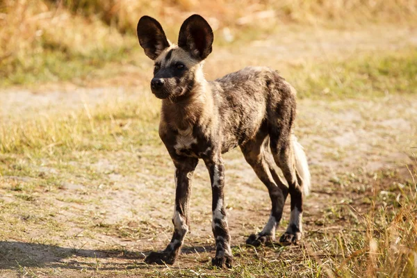 Wild Dog - Okavango Delta - Moremi N.P. — Stock Photo, Image