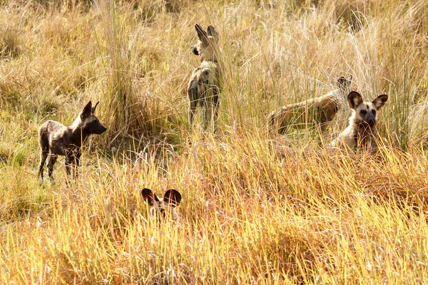 Wild Dog - Okavango Delta - Moremi N.P. . — стоковое фото