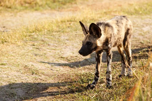 Wild Dog - Okavango Delta - Moremi N.P. — Stock Photo, Image