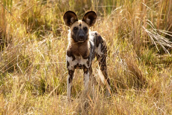 野生の犬のオカバンゴ デルタのモレミ学長. — ストック写真
