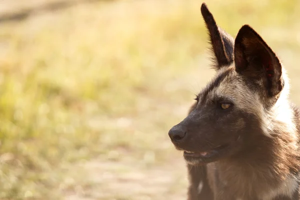 野生の犬のオカバンゴ デルタのモレミ学長. — ストック写真