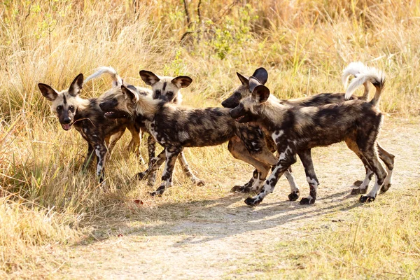 Wilder Hund - okavango delta - moremi n.p. — Stockfoto